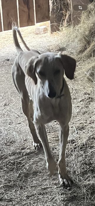 Продам рабочих собак, и щенков