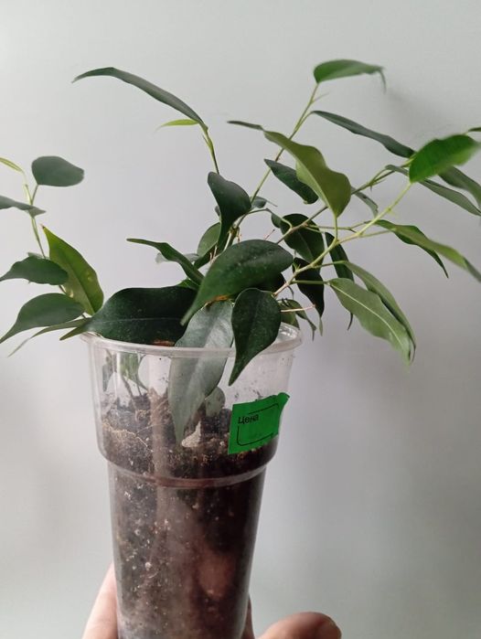 Продаю  фикус мелколистный