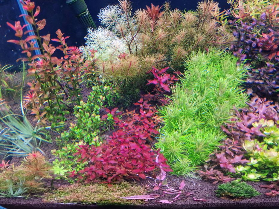 Plante naturale de acvariu + Gratis 10 Capsule Nutritive pt. Rădăcini