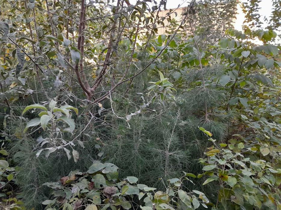 2 Yillik ko'chatlar sotiladi