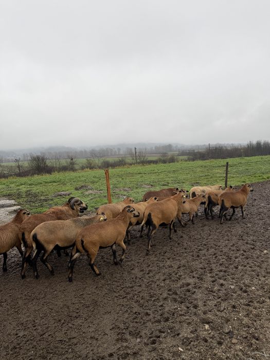 Vad turma de oi CAMERUN