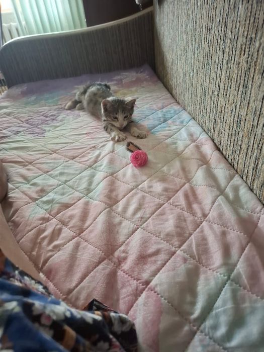 Отдам котенка в хорошие руки