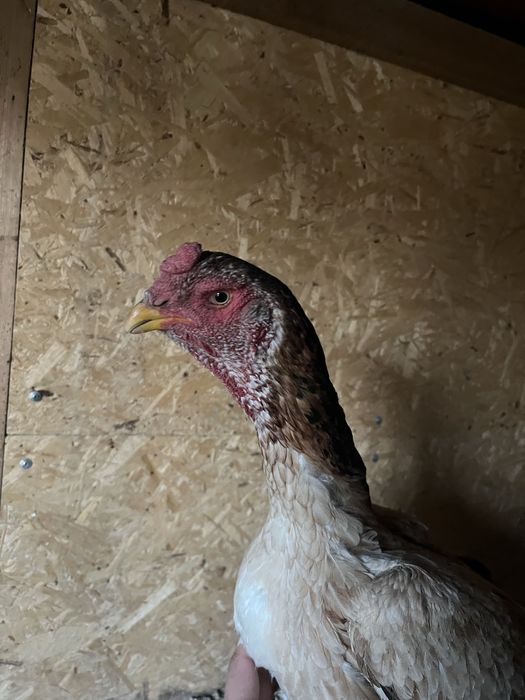 Курица бойцовая 7000