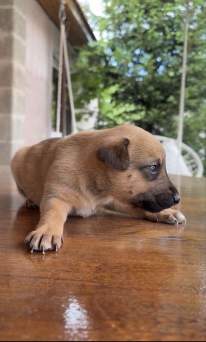 Cățeluși adorabilii își caută o familie iubitoare!