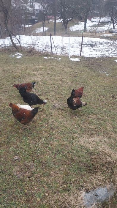 Oua incubat de la gaini motate,cu barba si cu gatul gol