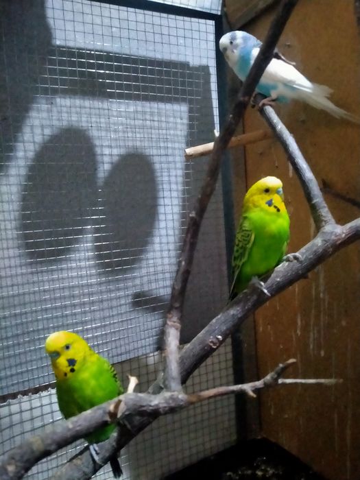 Попугай волнистый