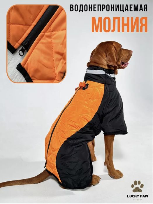 Одежда для собак