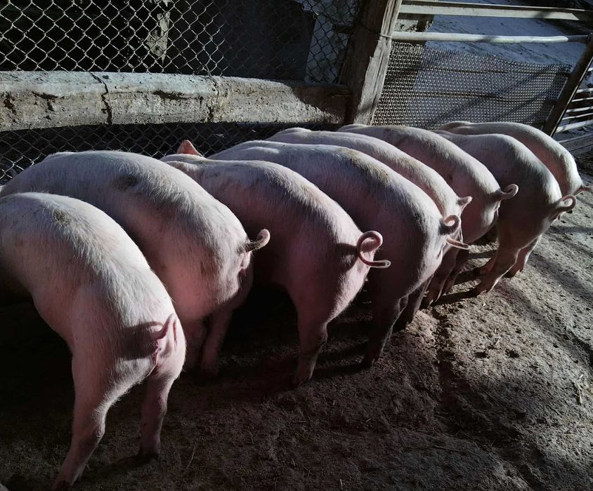 Свободни прасенца