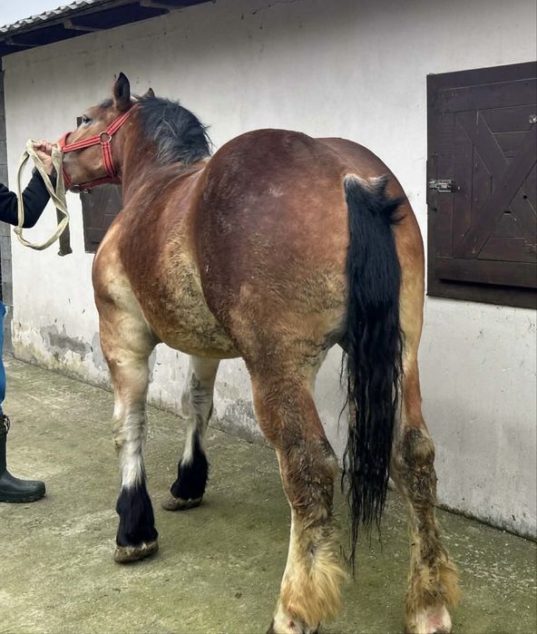 Vand mânză de un 1 si 7 luni