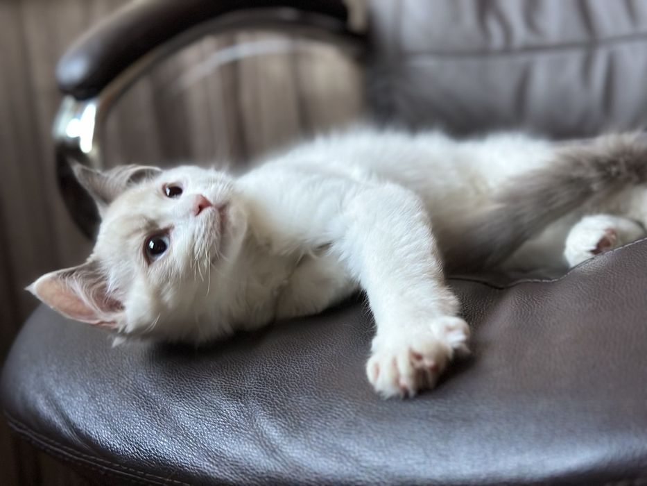 Регдол Рагдол Регдол