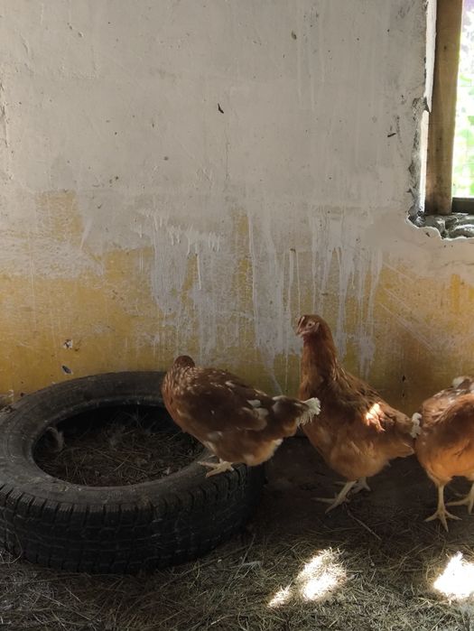 Куры ломан браун