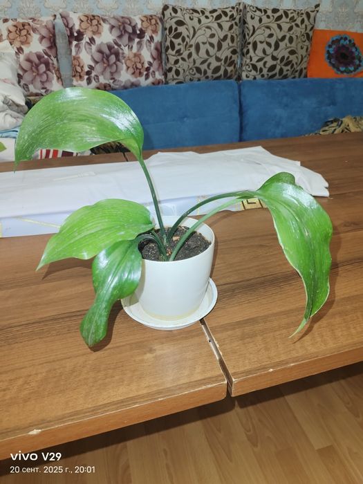 Цветы в горшках продам