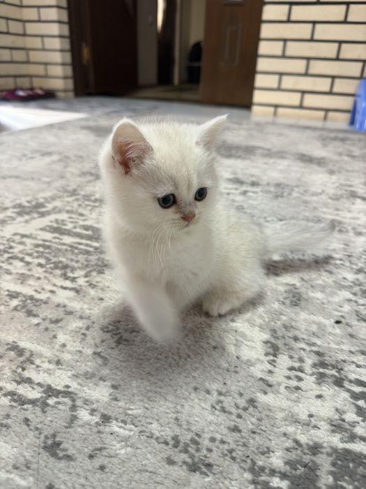 Мушиксалар Шиншила 4 та