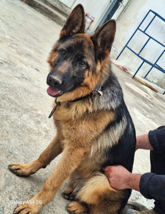 Toza nemis afcharkasi. 1 yarim yosh. Juda aqilli.