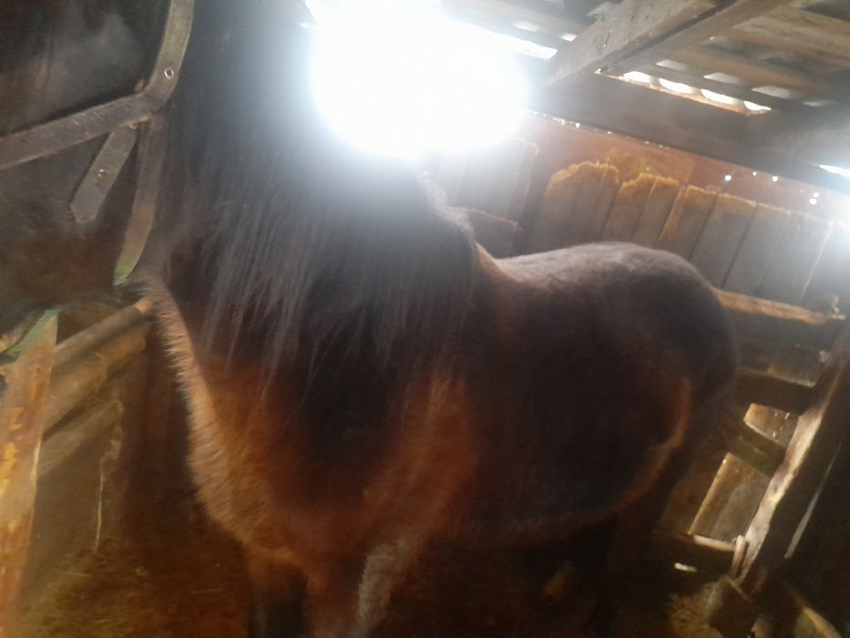 Кобыла жирная сирак 200