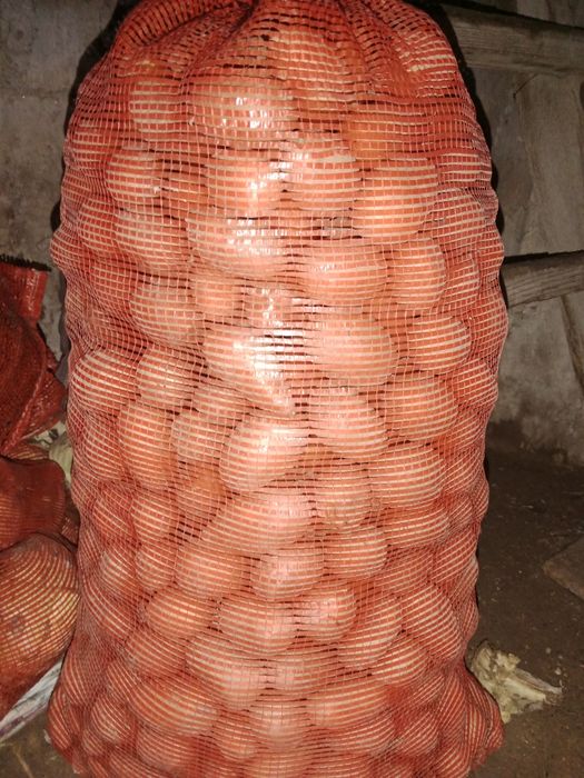 Продам семяную картошку