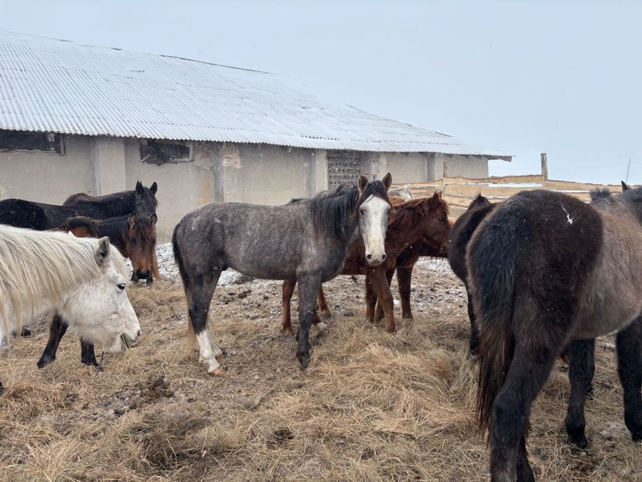 Айгыр, жеребец продам