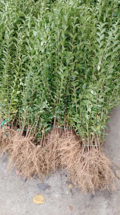 Лигуструм на гол корен за жив плет