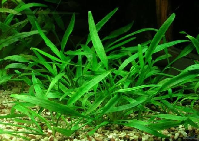 Криптокорина парва