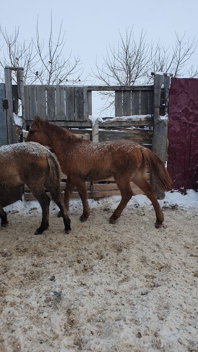 Жабағы Еркек сатылады.