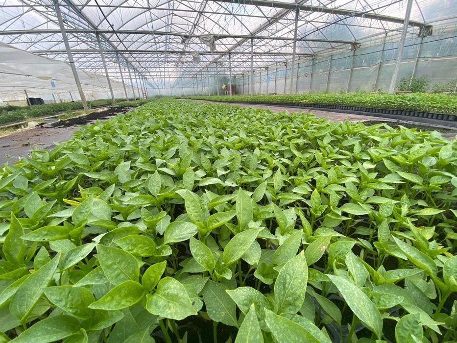 Rasad ardei / Rasaduri de ardei kapia ureche de elefant