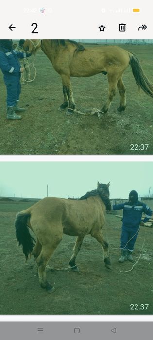 Айғыр сатылады алмастыру