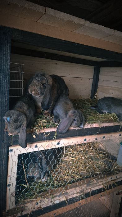 Vând iepuri berbec german