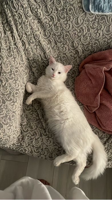 Ищем кошку для вязки для нашего кота Пушка.