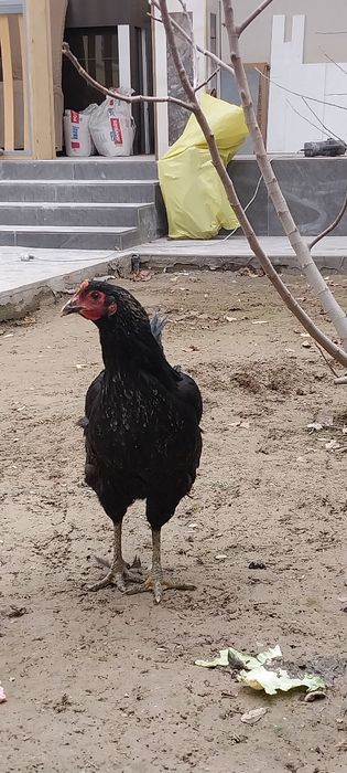 Кора шахзода тавуклари сотилади