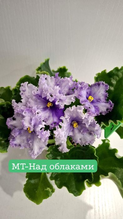 Фиалки сортовые,цветущие