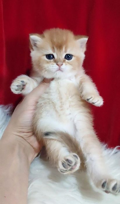 котенок Девочка британка Золотая шиншила чистокровная