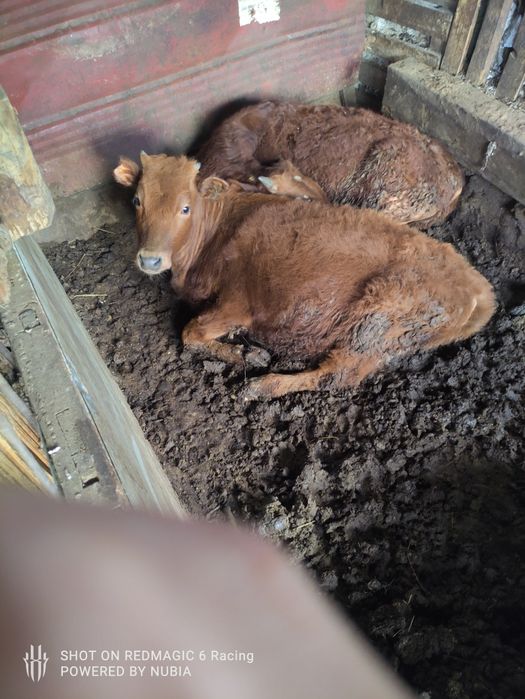 Продам тёлку молодая