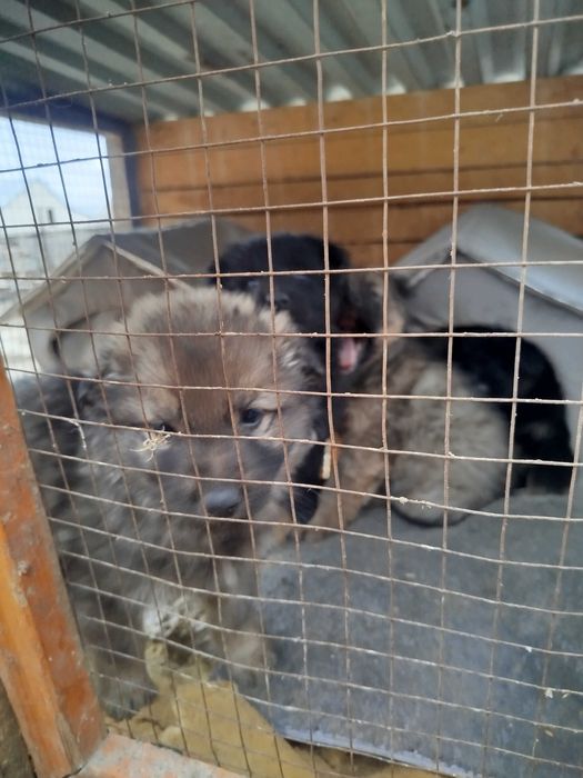 щенки немецкой овчарки