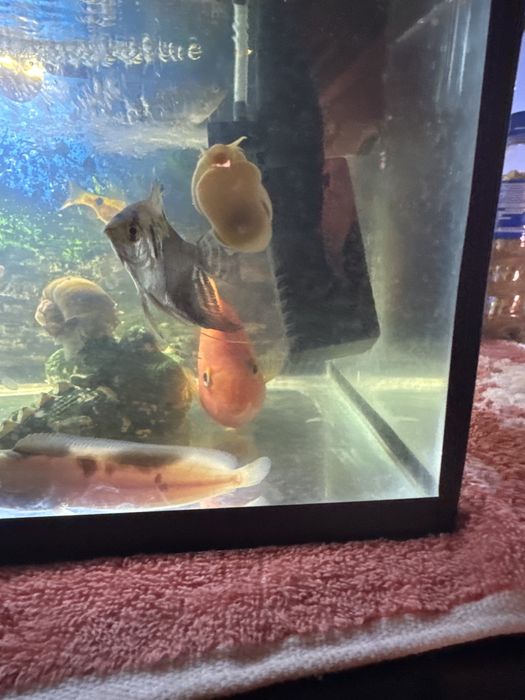 Akvarium baliqlari so