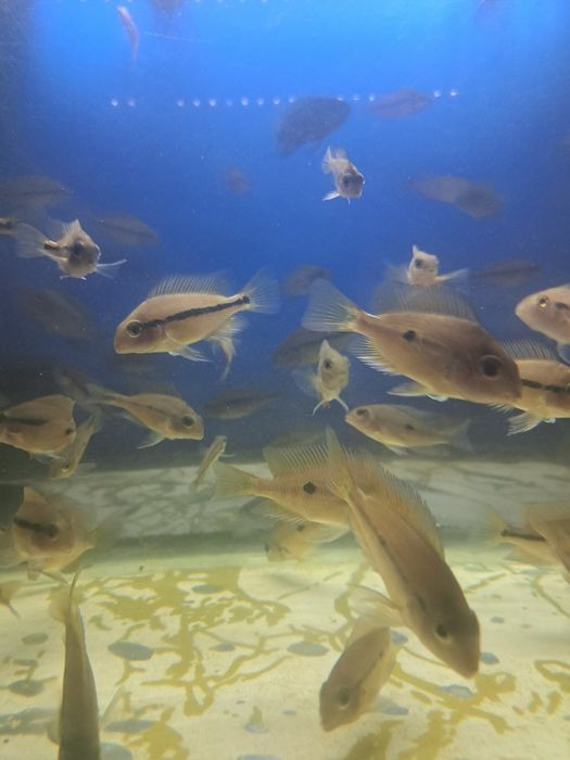 Мальки Никарагуанской цихлозомы