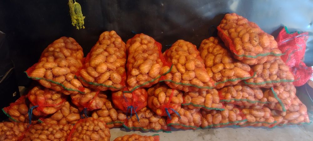 Cartofi noi sută la sută bio fără chimicale s-au îngrășăminte 2,lei kg