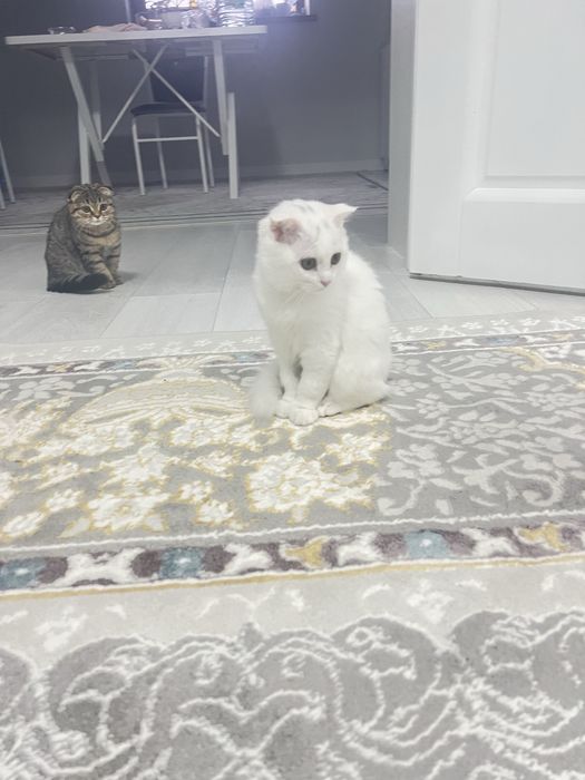 Марғау сатылады 3 айдан асты шотланка