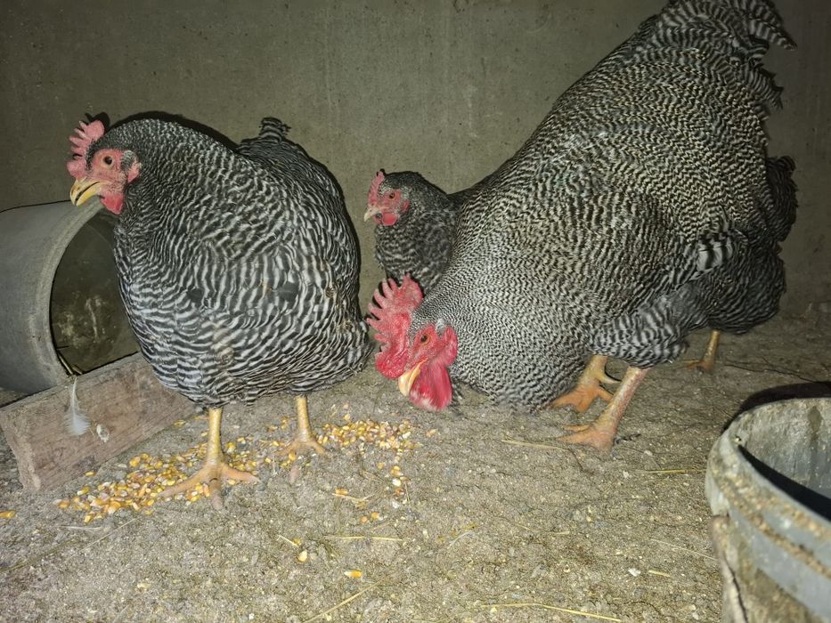 Plymouth rok barat vând sau schimb