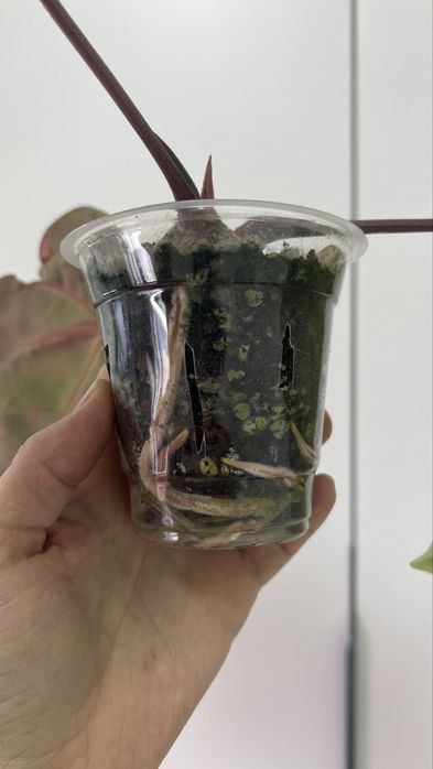 Антуриум Eureka x Besseae aff