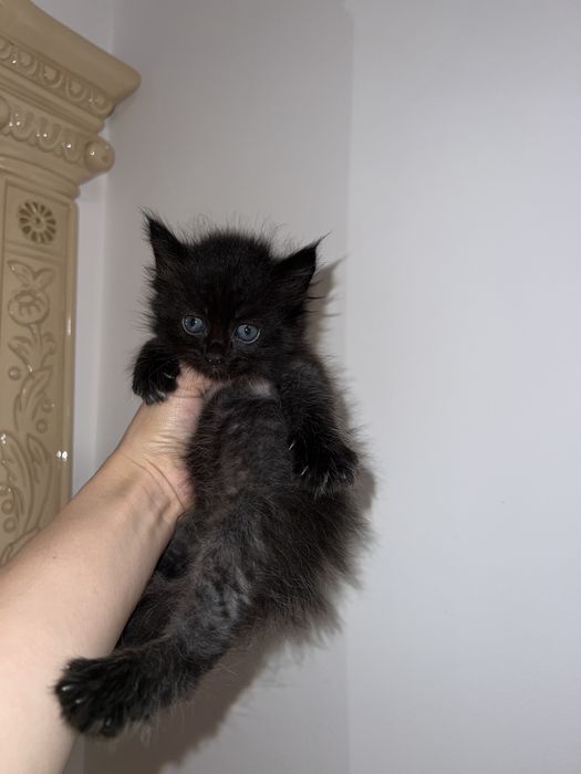 Мейн кун котёнок чёрный дым