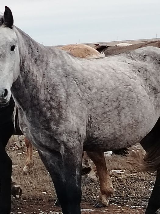 Соғымға  жылқы сатам