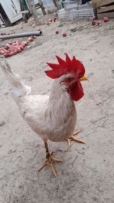Xoʻroz bor 2ta 60min uyda biqilgan
