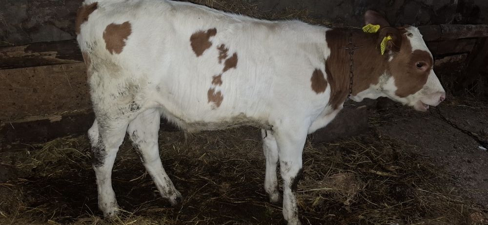 Vand vitel baltata romaneasca