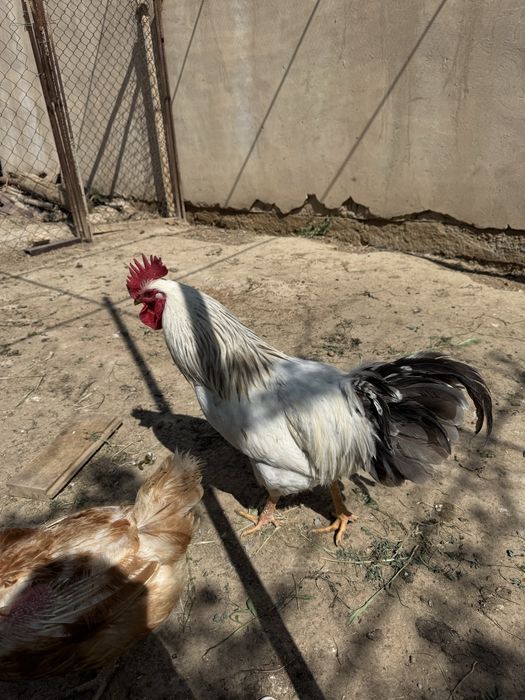 Тауық, үндік, индюк, тауык