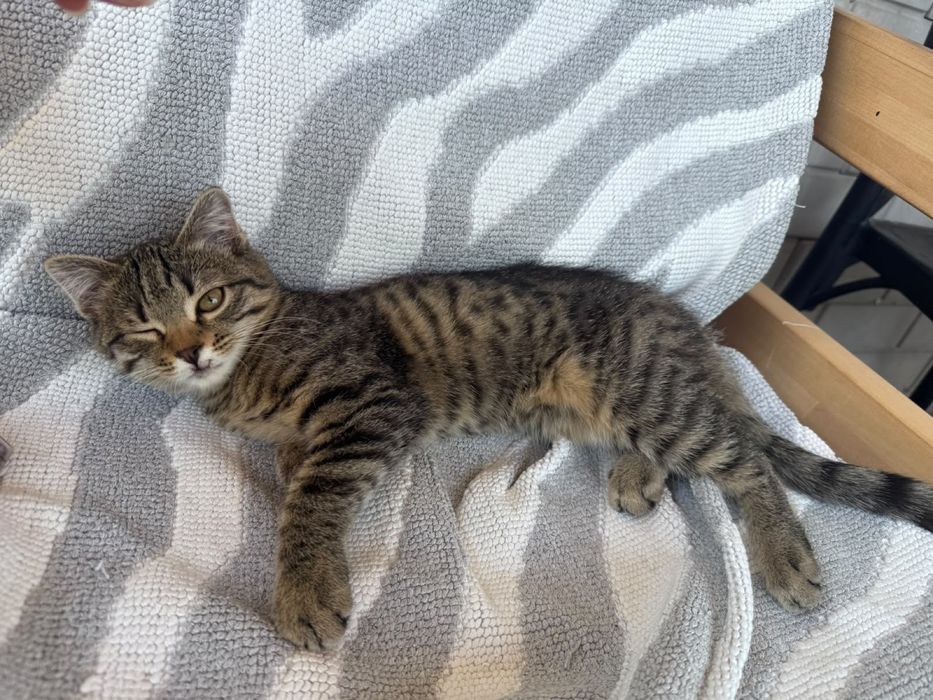 Котик мальчик 3 месяца