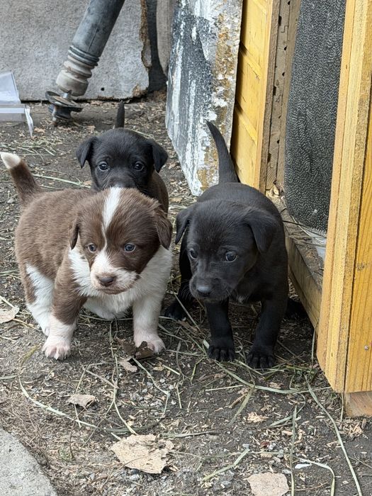 Отдам даром в хорошие руки