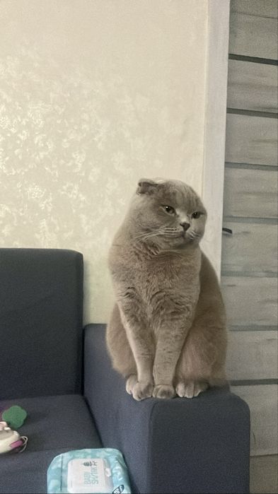 Отдам кошку в добрые руки