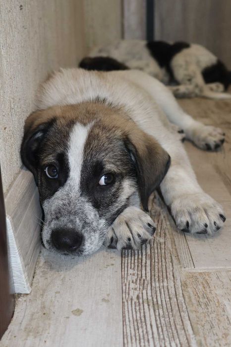 Скъпи mъжки кученце