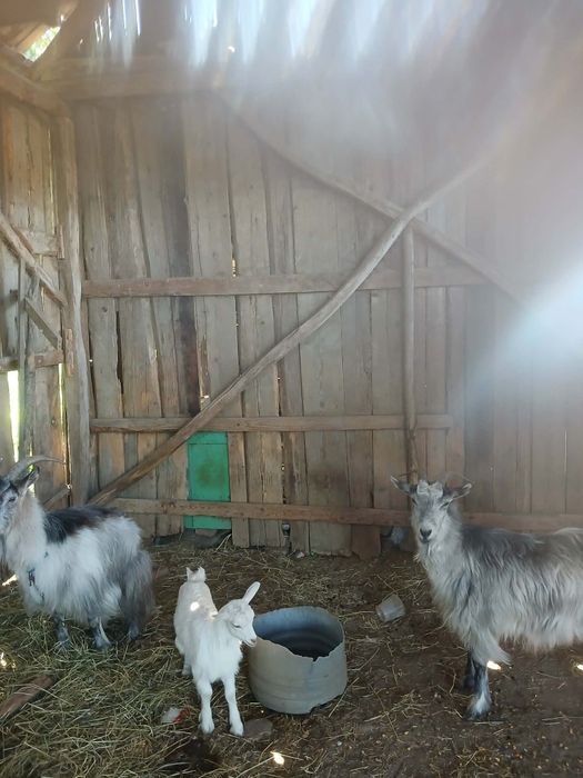 Animale de casa domestice