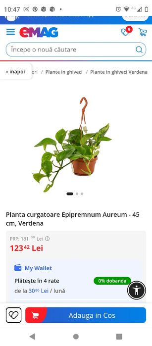 plantă curgătoare Epipremnum Bicolor Njoy, 1 m
